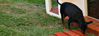 Superdog house