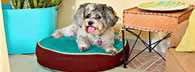 Superdog house